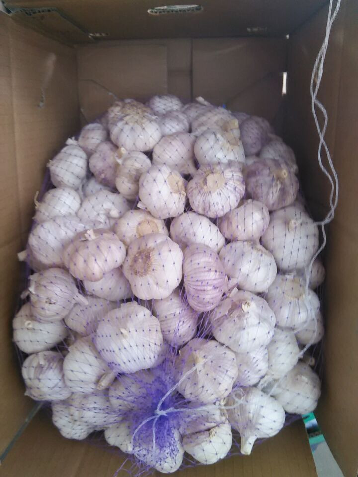 FRESH GARLIC