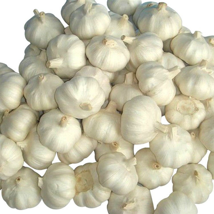 New product purity natural garlic in brine supplier with competitive price