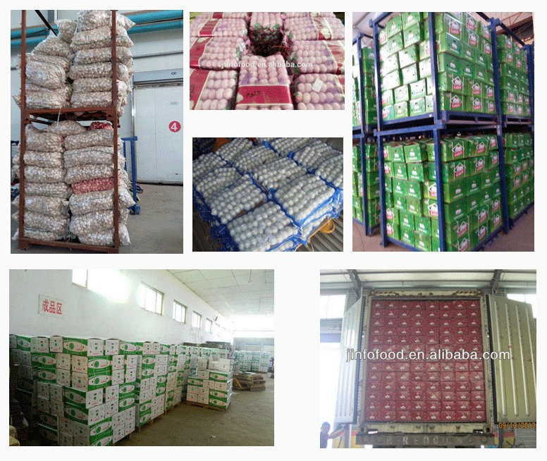 Specializing in the production of agricultural product garlic price in china