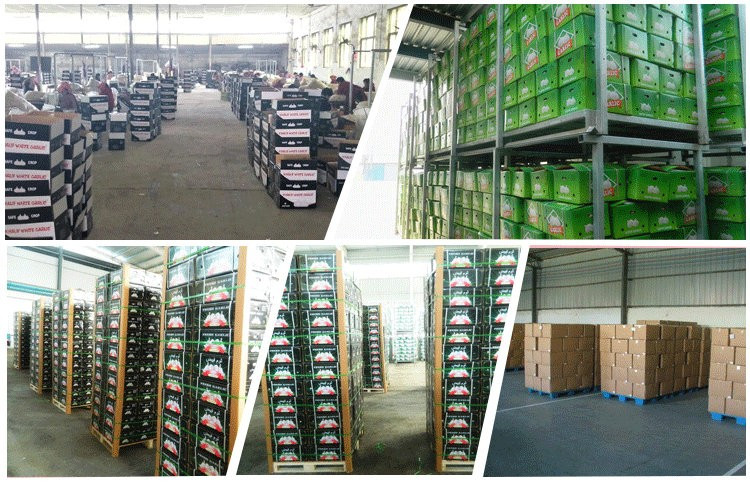 Specializing in the production of agricultural product garlic price in china