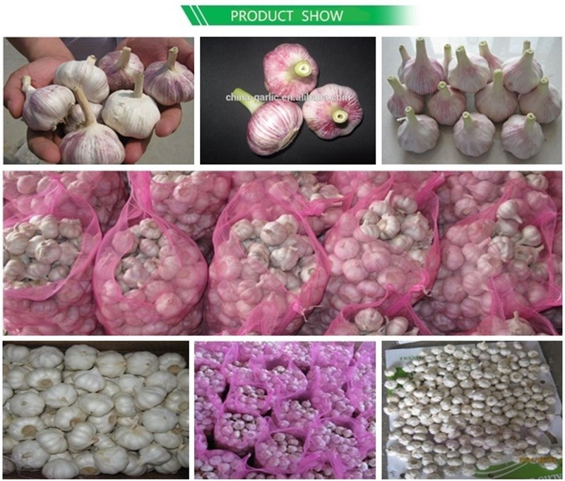 Chinese 2017 New Crop Fresh Garlic Price