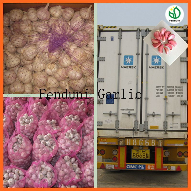 Fresh Ajo En Caja Price From China