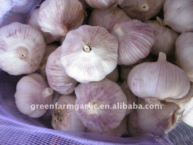 2012 snow white garlic