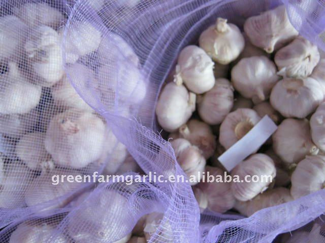 normal white garlic