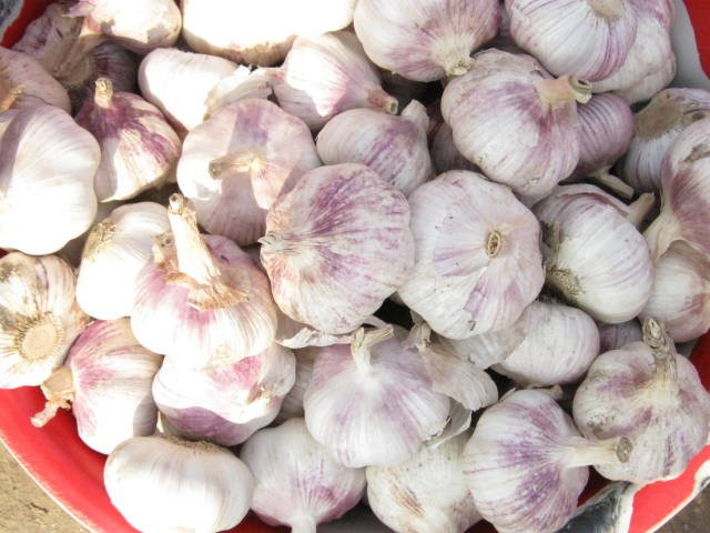 normal white garlic